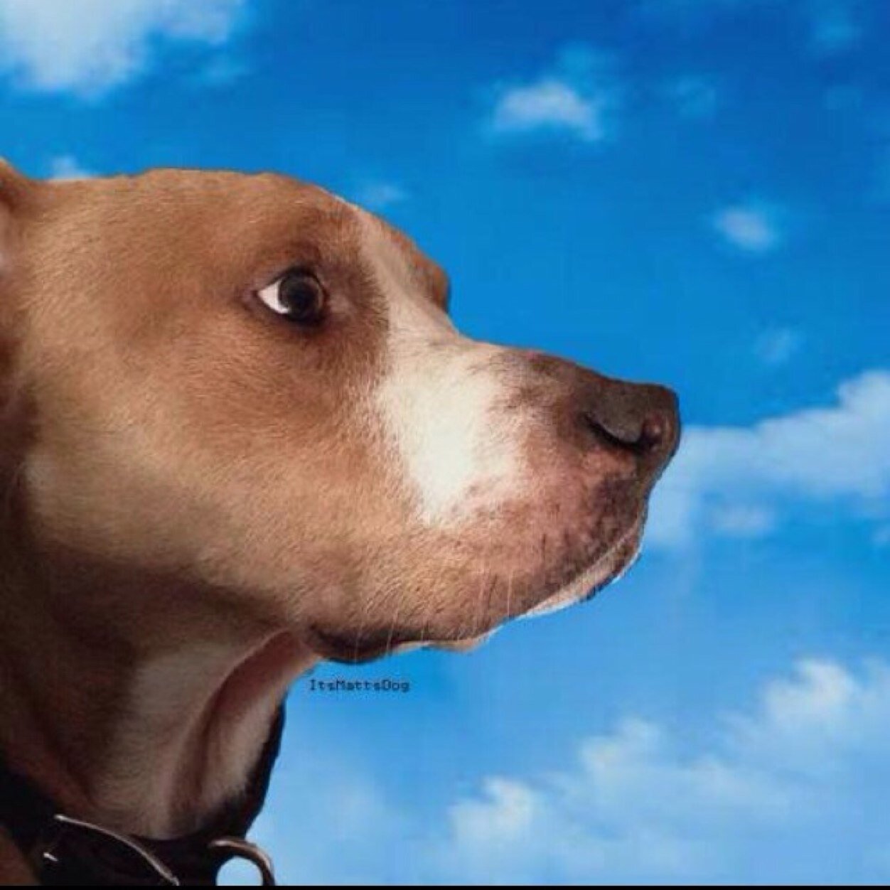hi