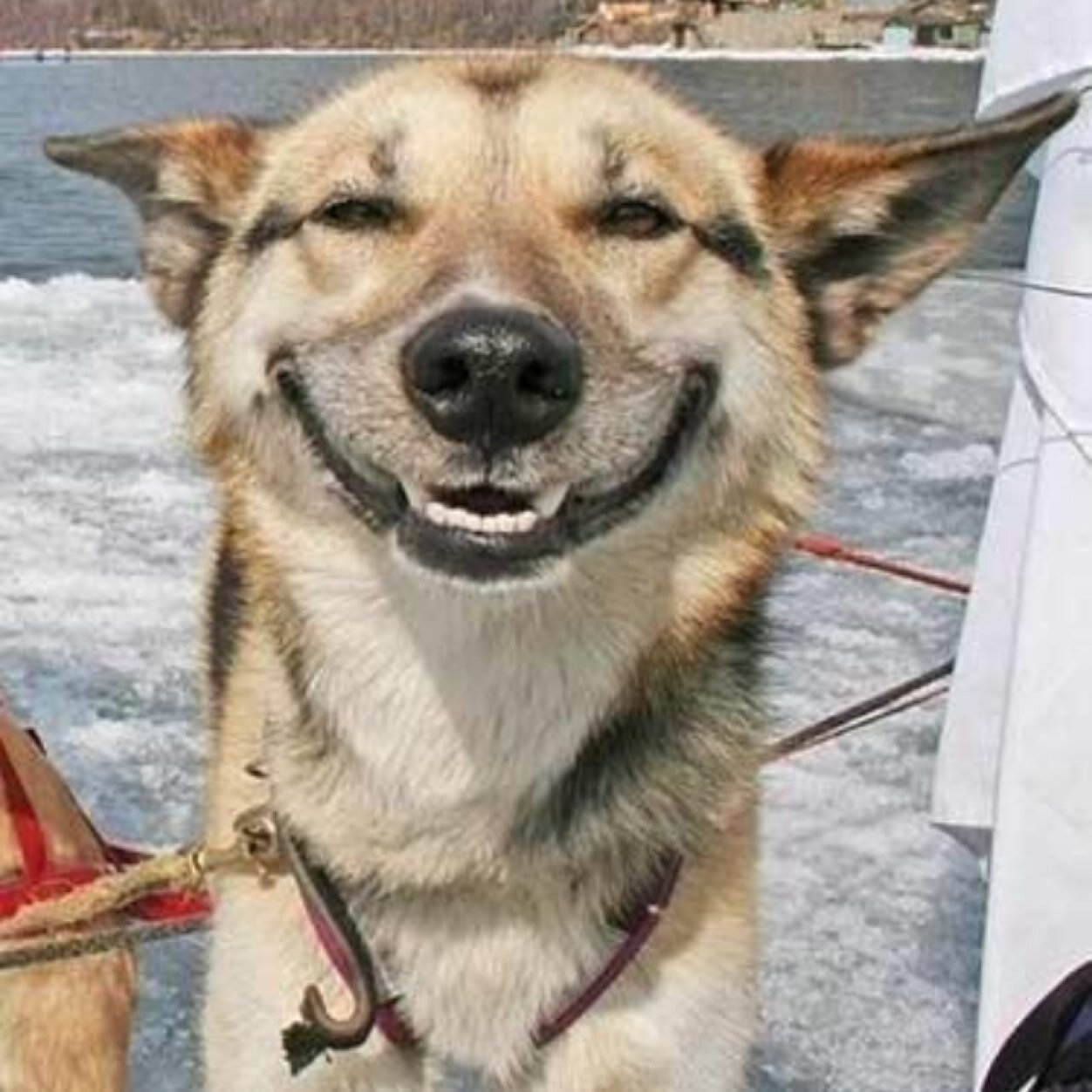 HappyDogXD's profile picture. Im happy