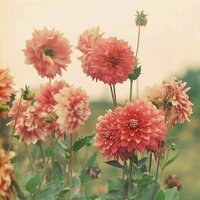 신하늘 (@twttwt111) 's Twitter Profile