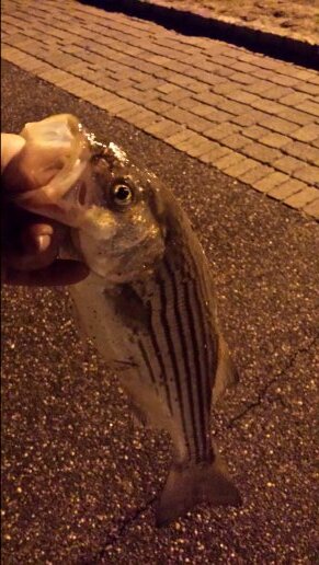 OrlandoVassallo's profile picture. 