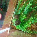 Jiao Chen - @JiaoChen2 - Twitter