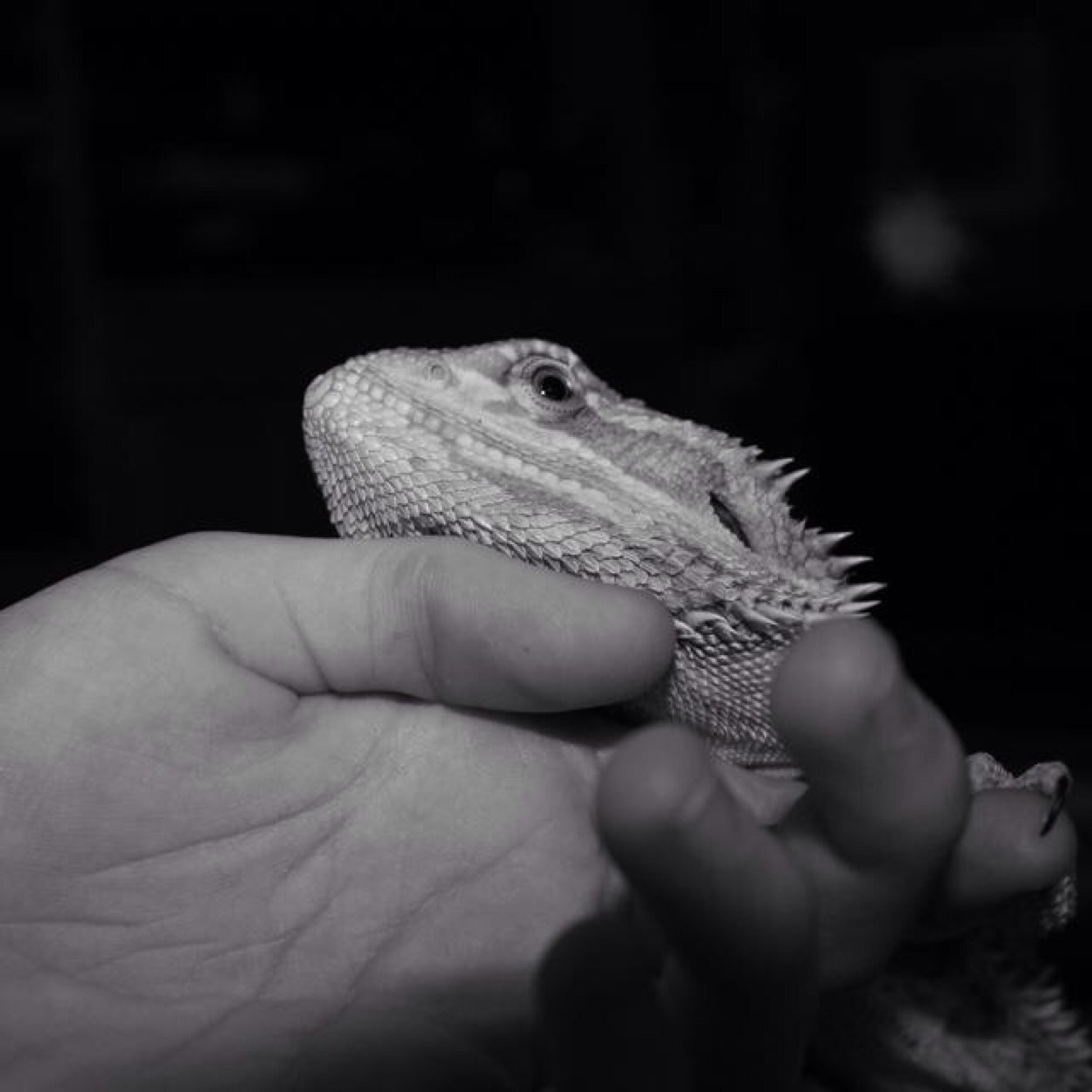 Rexy is a 2 year old Bearded Dragon that knows how to play some minecraft on the xbox.