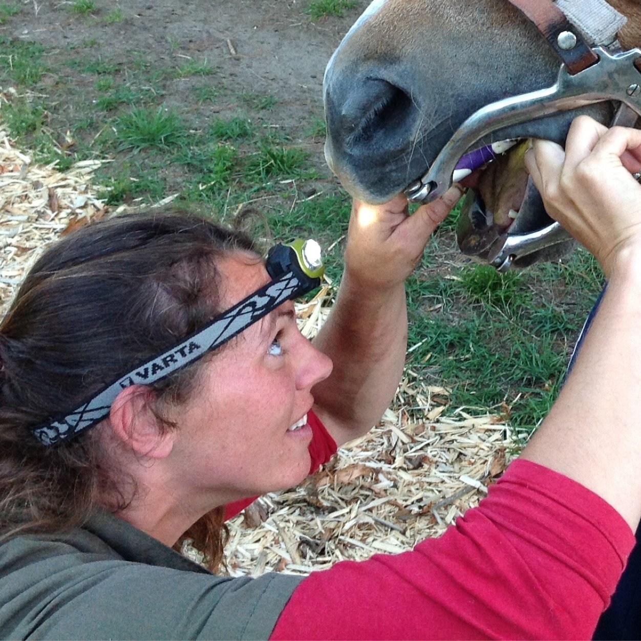 FlintPania's profile picture. Independent vet, mother of 6, Deer, Goats, Production animals, health, Horses, Farming, profitability, working on and with the land.