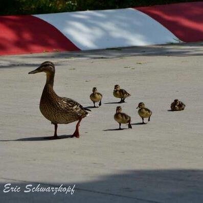 chuckie_css's profile picture. 