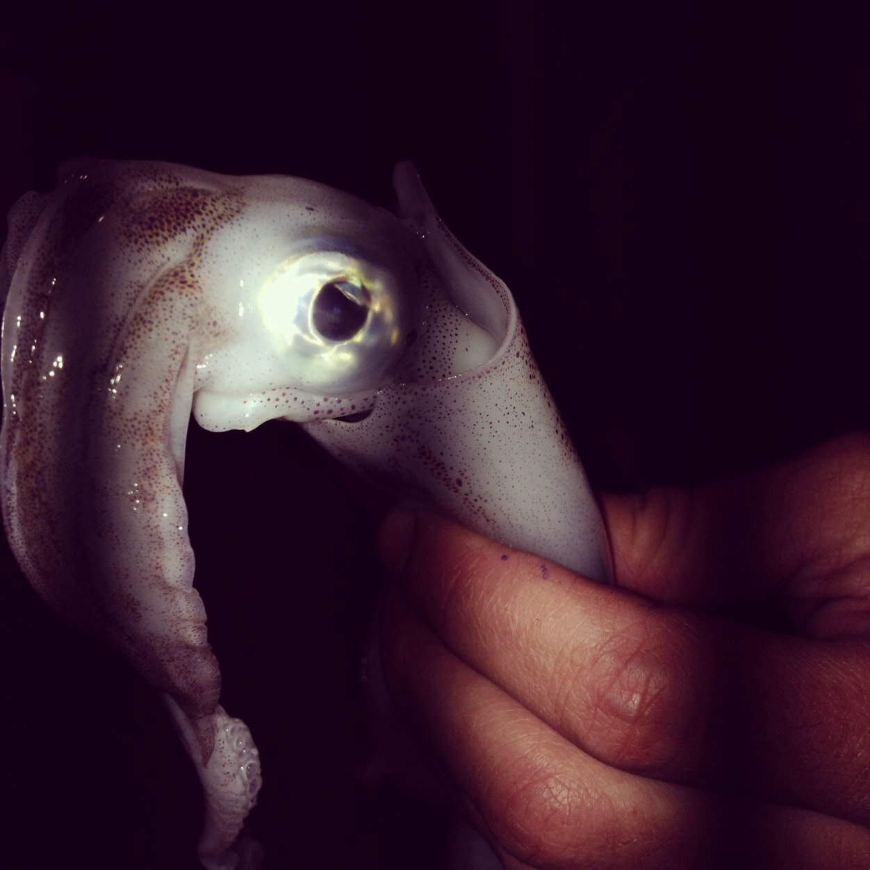 thisishunter_'s profile picture. Attachment is the root of anxiety. #TheFamily