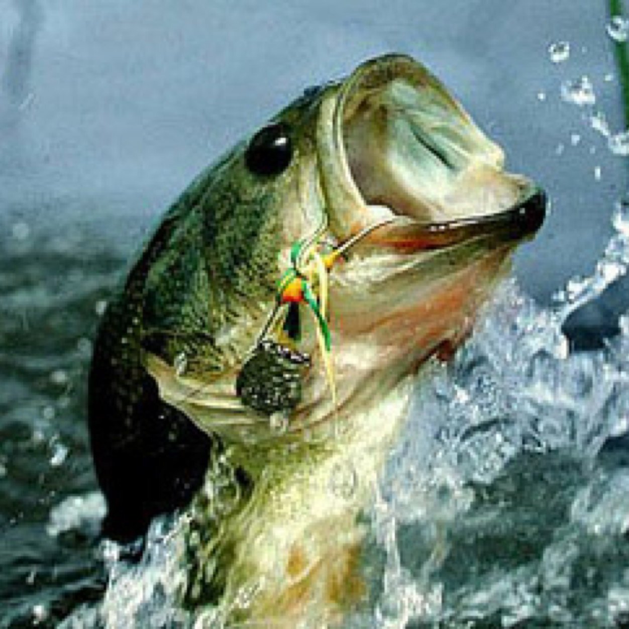If you love fishing you found the right page! Please follow I always follow back! Have a catch you want to share? DM me and ill upload it giving you a S/O