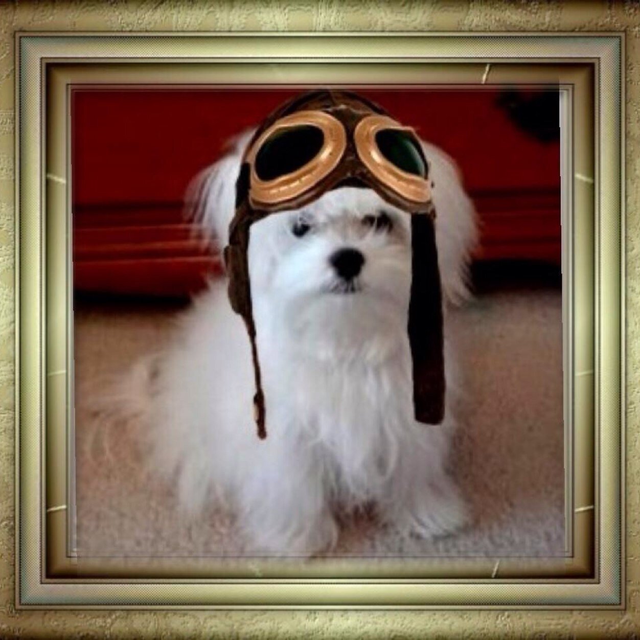 MALTESE PRINCE, Nature's Recipe Lover, BB Gang, #TheAviators, #ZSHQ, 1/2 Canadian kid, former West LA/CA resident, still in denial that we now live in Houston!