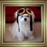 SnowballPierre's profile picture. MALTESE PRINCE, Nature's Recipe Lover, BB Gang, #TheAviators, #ZSHQ, 1/2 Canadian kid, former West LA/CA resident, still in denial that we now live in Houston!