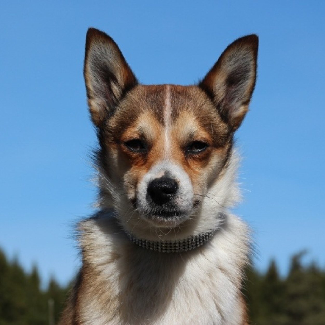 My family consists of Norwegian Lundehunds, a Bullterrier & Chihuahuas