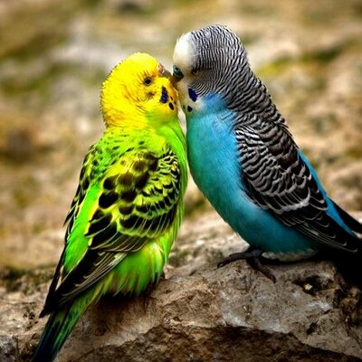 Bellos Animales (@animales_bellos) / Twitter