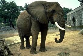 FOLLOWBACK__4_'s profile picture. THE ELEPHANT FOLLOWS BACK! #TEAMFOLLOWBACK GOOOO
