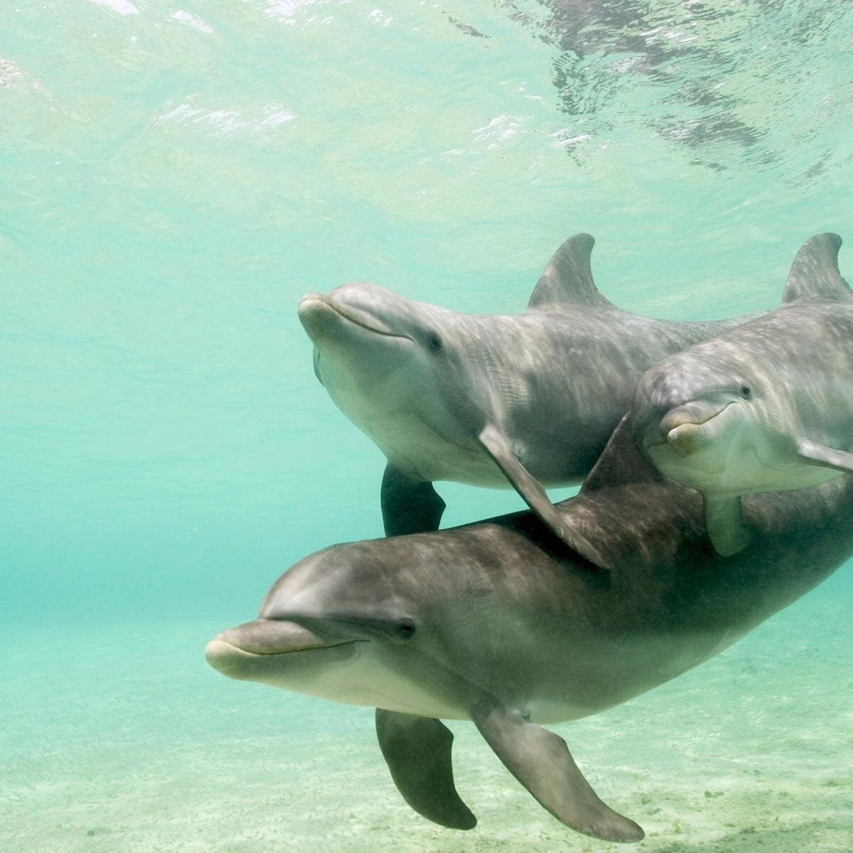 camillapaul664's profile picture. Cricket lover