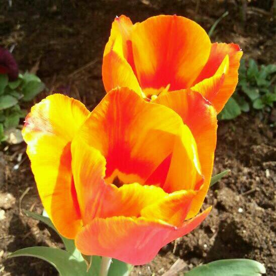 sesli_uyumu's profile picture. حسبنا الله ونعم الوكل