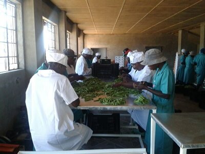 vegesforafrica's profile picture. Mange tout, sugarsnaps specials! The leading producer and exporter of various fruits and vegetables from Zimbabwe.