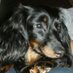 Gabi (@gabi_sausagedog) Twitter profile photo Gabi (@gabi_sausagedog) Twitter profile photo