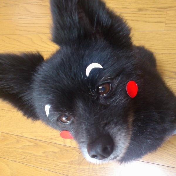 沖縄からやって来た暑いの苦手な愛犬は、2022年5月1日、お空へ旅立ちました。好きなもの☆♥•ᴥ•♥リバー、ナキウサギ、ナマケモノ、ヨタカ、マナティ、踊り、カンボジア、フィギュアスケート、元旭天鵬・友綱親方☆