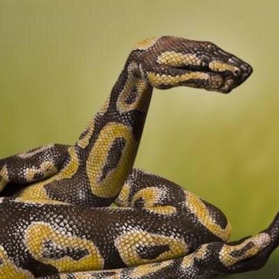Sesama Pecinta Reptil Sebaiknya Saling Follow ^.^