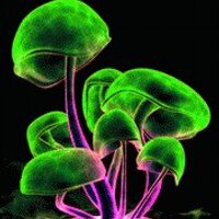 pushpa (@pushpayadav_p) 's Twitter Profile