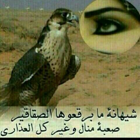 الجوف طبرجل الغلا