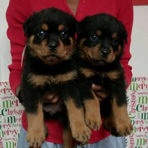 JustMe_63's profile picture. ... . . . . . ./¯/)
  . . . . . . /¯ ./
  . . . . . /. . /
  . . . /¯`/'. .'/¯¯`.
  . ./'/. /. . /. . /. /¯\
 . . ('(. . . . . .¯/'. .')