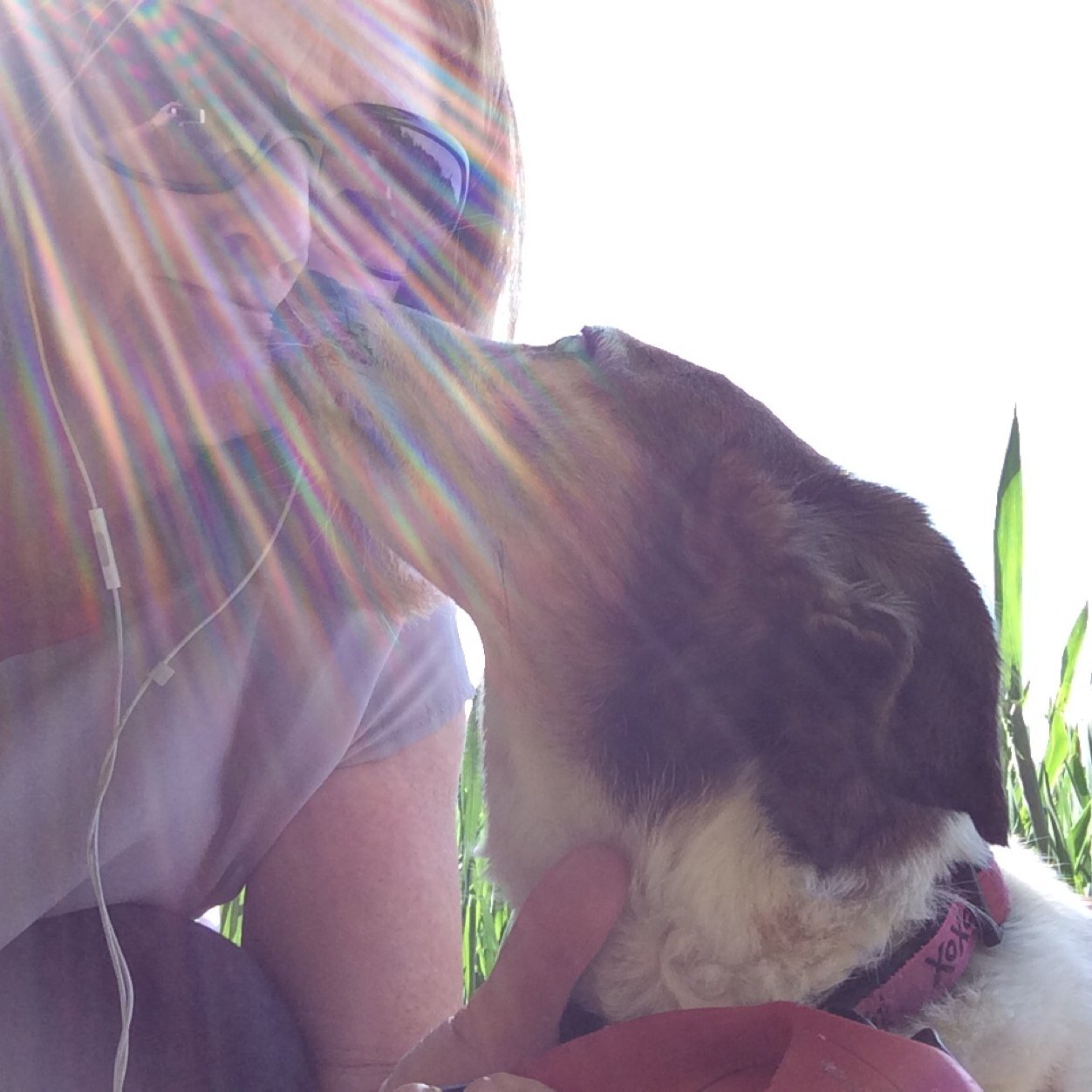 Walking your dogs in Ipswich, rain or shine!