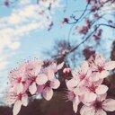 mie (@05cherryblossom) Twitter