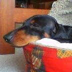 Ｈuttyは私の愛すべきセラピー犬です