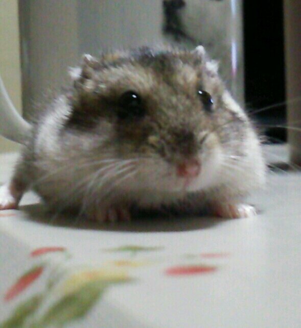 nigorihaumami96's profile picture. (^O^)