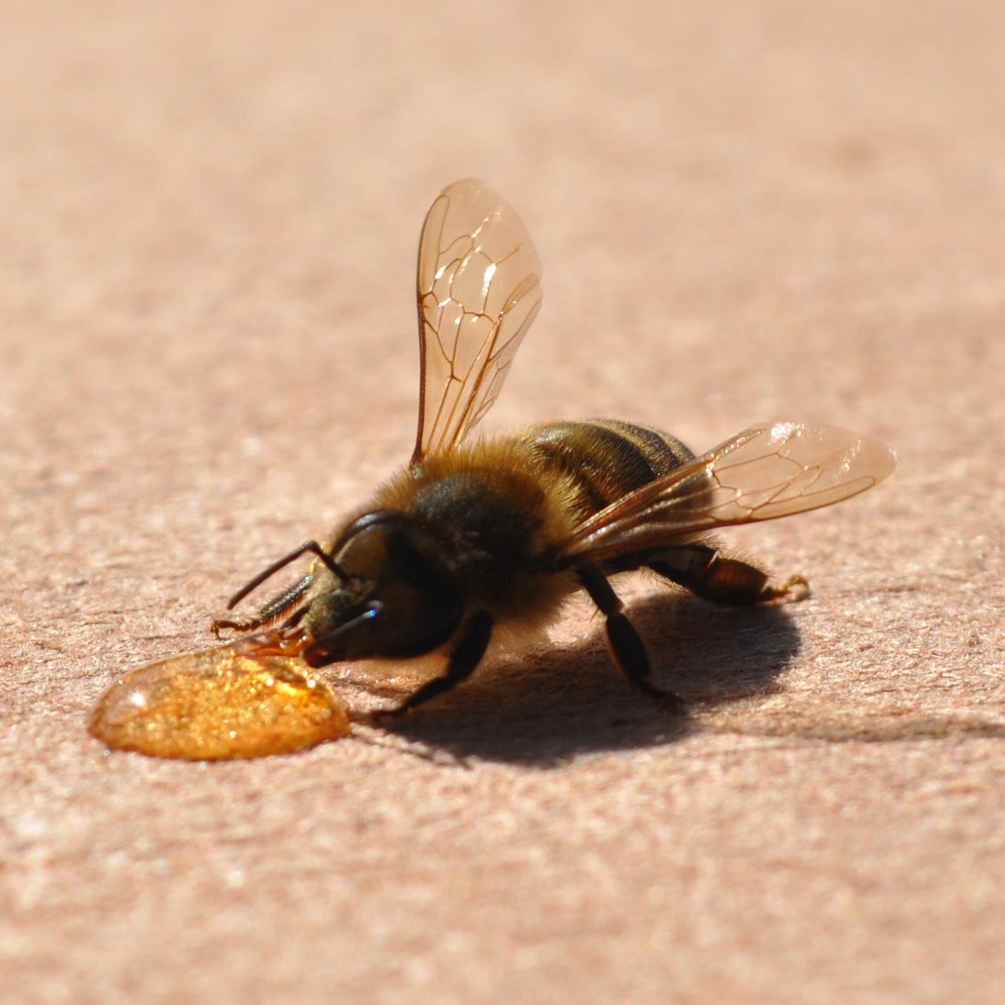 Unashamedly naïve based in Melbourne, Australia. (bad) Art-writer, artist and apiarist.