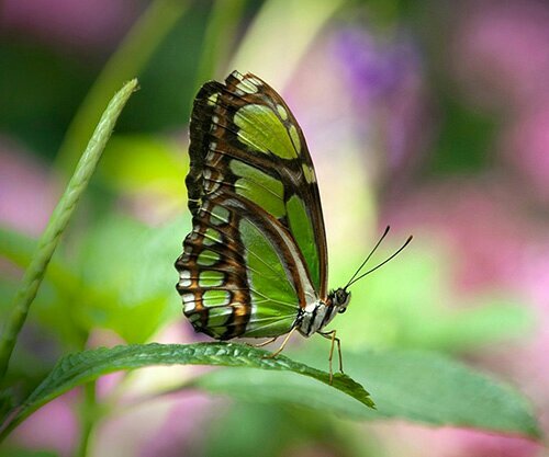 mer_mah's profile picture. ‏اللهم لك الحمد كما ينبغي لجلال وجهك وعظيم سلطانك