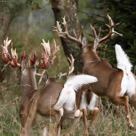 hunting,fishing that's what its all about