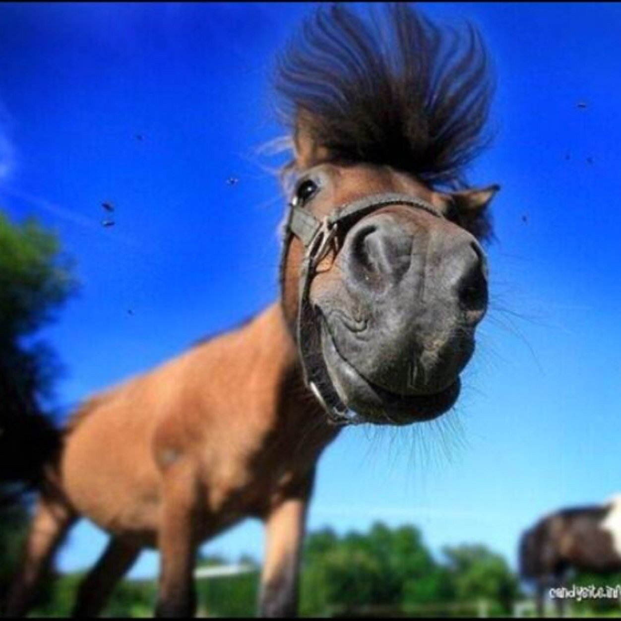 Hee lieve volgers op mijn account tweet ik allemaal dingen over paarden en mijn eigen paarden hoop dat jullie het leuk vinden! Xxxxx  (#beheerder)