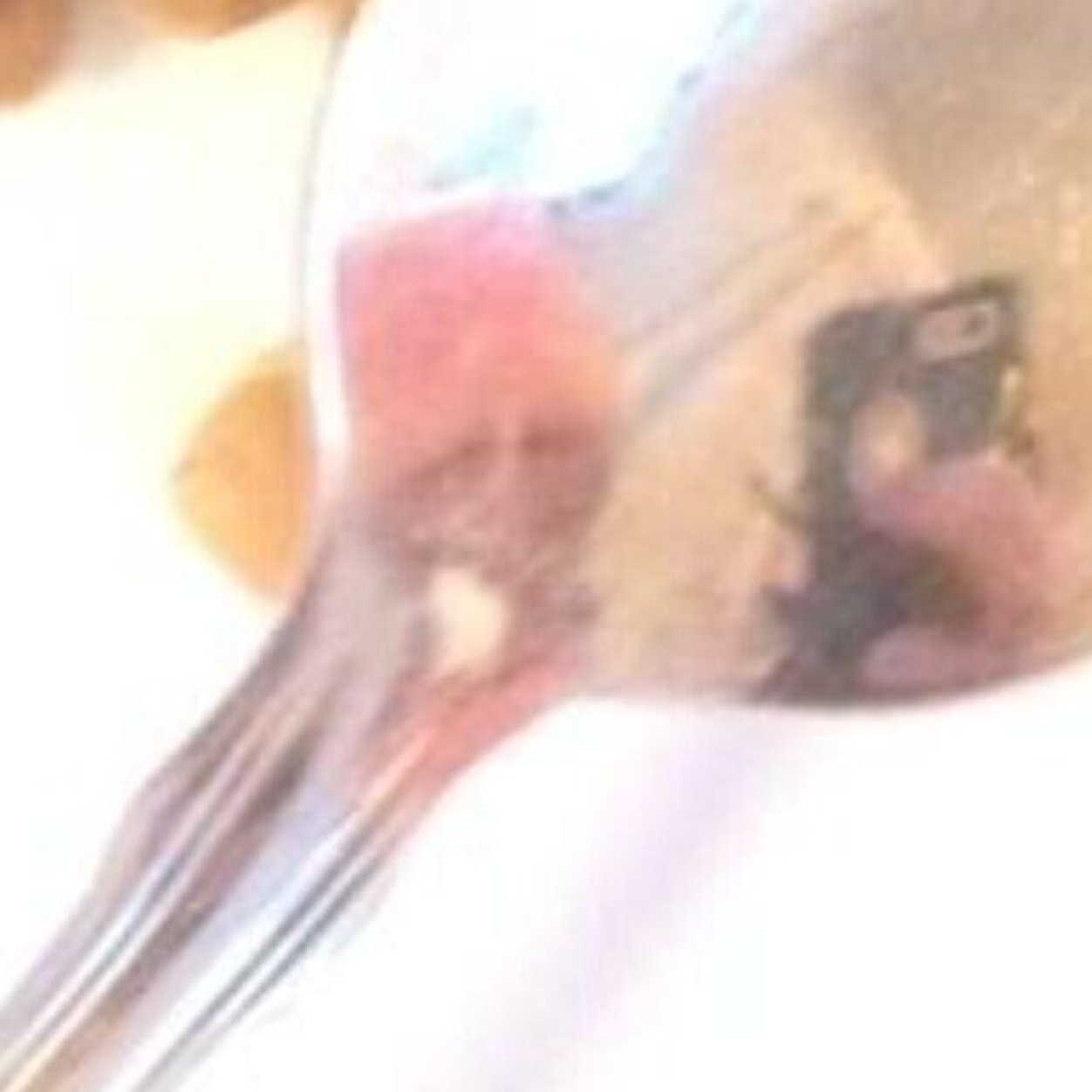 Bigrick1236864's profile picture. Biggie got shot