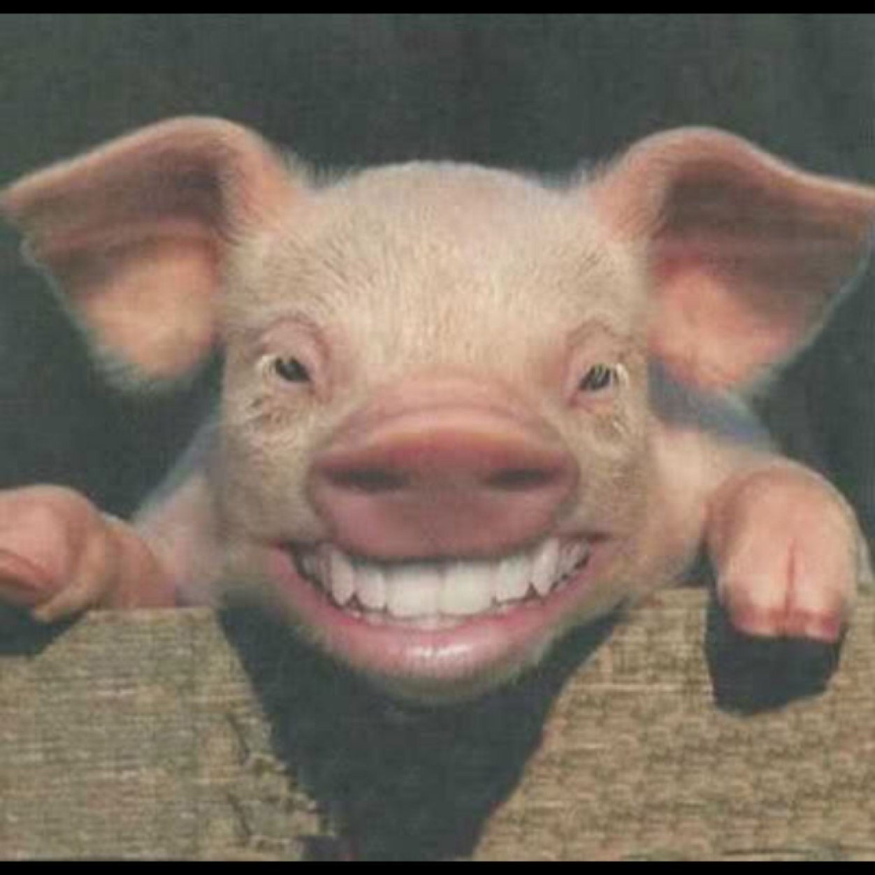 Roberttookalook's profile picture. 