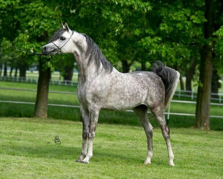 dutch arab fan. really want my own horse, dressage and jumping, now i ride lesson ponys and a beautiful freisian, always remember horses are the best