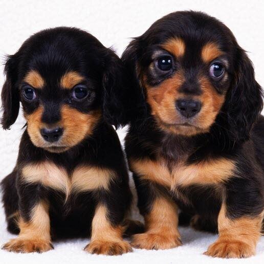 CincinnatiVets's profile picture. Veterinarians serving the greater Cincinnati OH area.