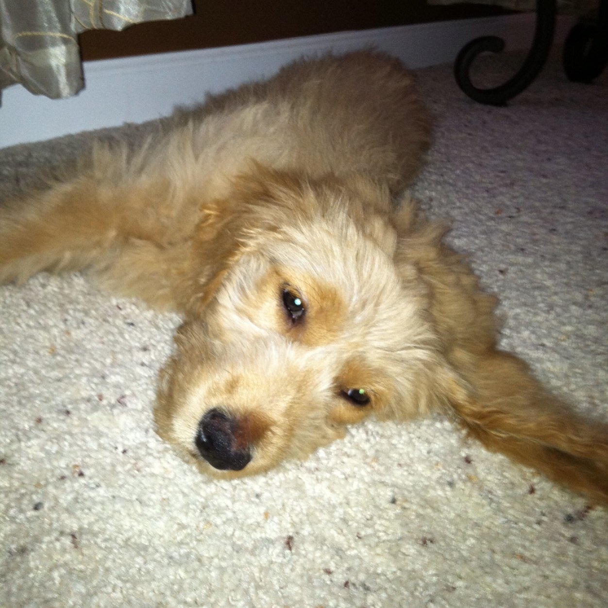 dsroelandt's profile picture. If everyone is special then no one is-The Incredibles