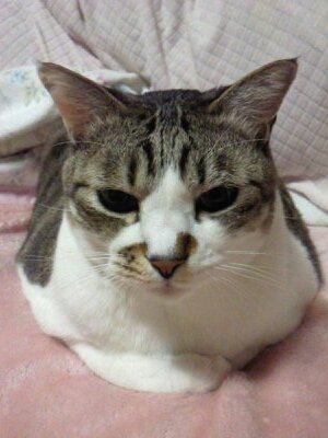 ネコ(ねたばれりーな)さんのプロフィール画像