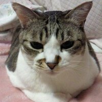 ネコ(ねたばれりーな) (@shuran_neko) 's Twitter Profile Photo ネコ(ねたばれりーな) (@shuran_neko) 's Twitter Profile Photo