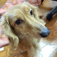 かとみ (@tomomews) Twitter profile photo