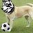 mcsoccerdogs's profile image
