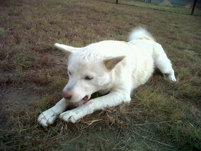 13 months old, I am one of the Misunderstood pack waiting for my fureva home. Adopt us from http://t.co/dCAddNUPpQ