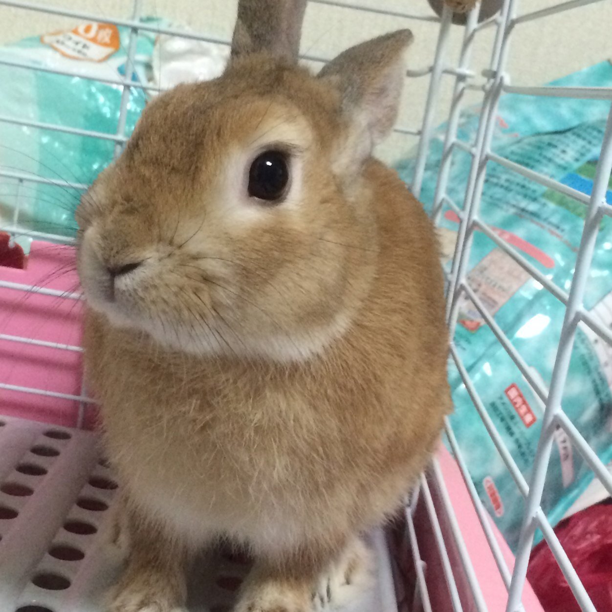 ゔぁー