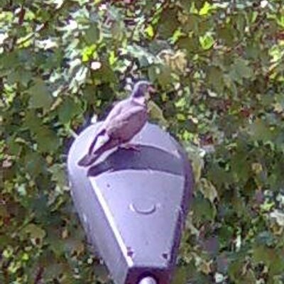 Sr_Dusansans's profile image