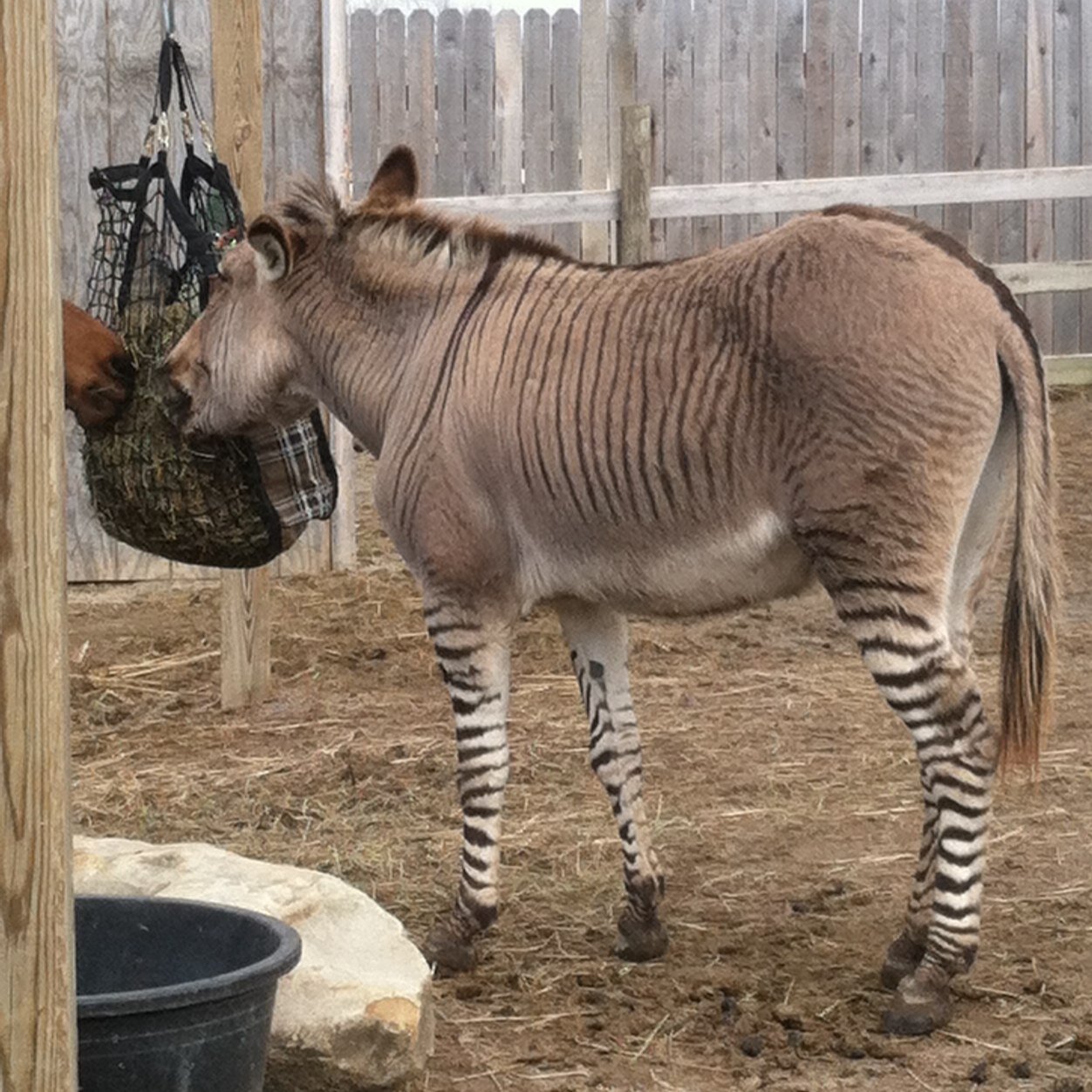 RualVoils's profile picture. If you dont know Jesus you dont know much :)