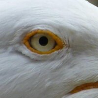 Laurent Mazouni (@ll_mazouni) 's Twitter Profile