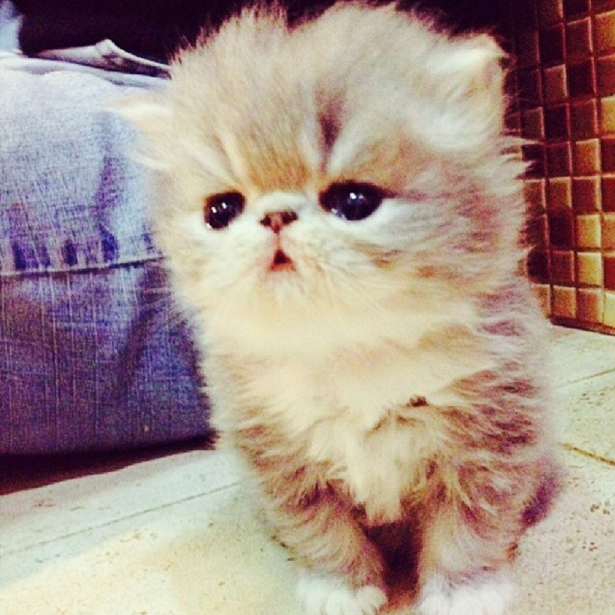 xxfuckyouxx2's profile picture. @zaynmalik is followed me in 5:22 PM Monday July 15 ❤️