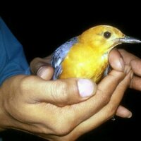 sitabani (@sitabaniwild) 's Twitter Profile