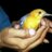 sitabaniwild's profile image