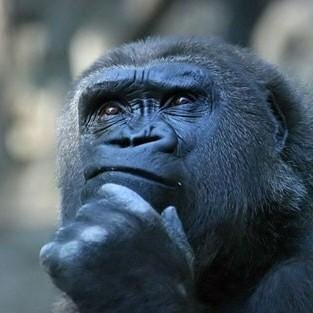 preguntandohoy's profile picture. Bien venida la disidencia.
Vulgares y groseros son bloqueados.